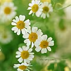 猫闲不理狗聊感情 头像