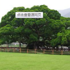 池塘边的榕树下 头像