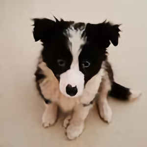 边牧番茄酱 头像