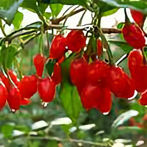 闲云游鶴