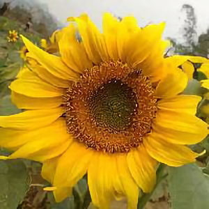 虚无缥缈的小精灵 头像