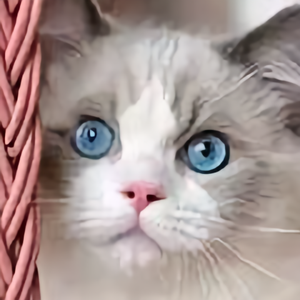 艾丽布偶猫舍 头像