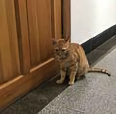 科研i小助手 头像