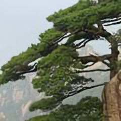 青松181703003