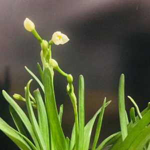 时光不语静候花开
