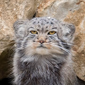 喵小妖风大 头像