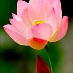 霍三虎