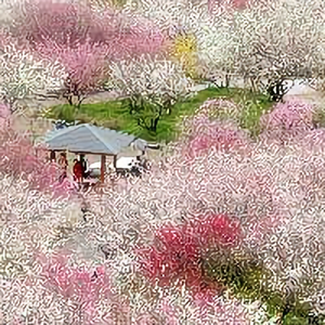FTO木子水心君 头像