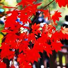 马泰尼克