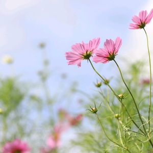 惊蛰与春分 头像