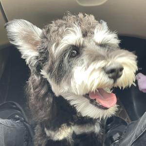 就要喝可乐的刘大宝 头像