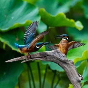 四川荔枝歌 头像