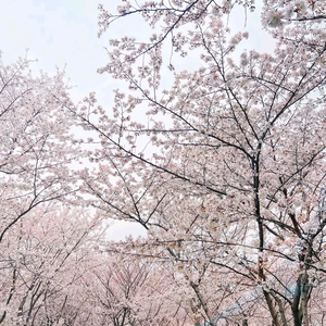 一个人在无锡 头像