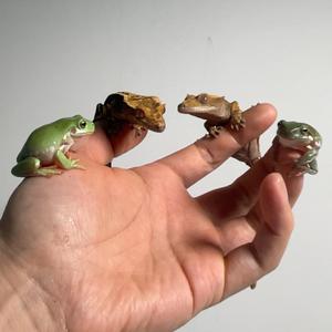 小胡儿饲养员 头像