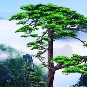 愚公的顺风林