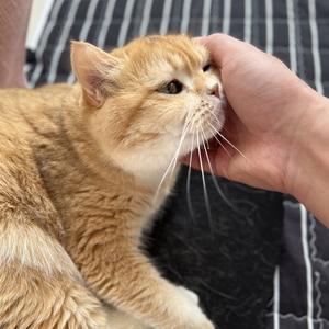 超人不会飞高 头像