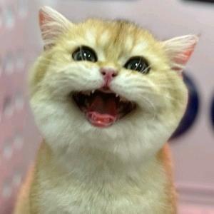 富贵不是花 头像