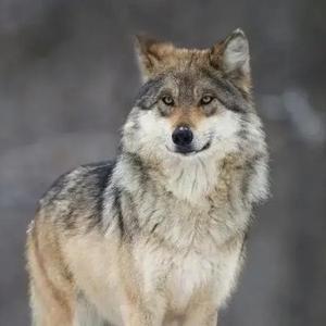 山中老狼