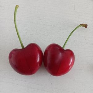 两只卡拉米