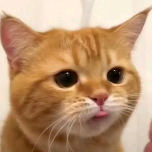 大喵 头像