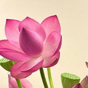 沫凡养生知识 头像