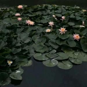 龙·河雷影CyLFl 头像