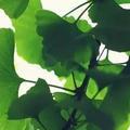 稻草人大徐