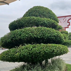 随缘不变不变随缘国强