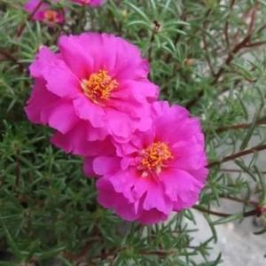 小花匠热爱生活 头像