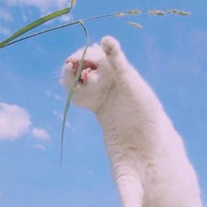 丑萌又温柔的八宝 头像