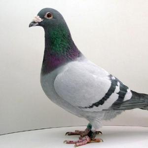 乡村养鸽日记 头像