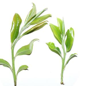 勐麻河真纯幽野普洱茶头像