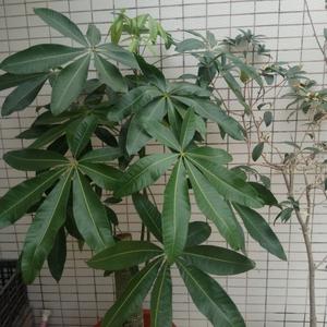 粤西孺子牛 头像