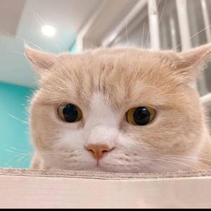 大话娱乐家 头像