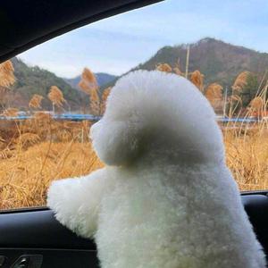 蛋挞小丸子 头像