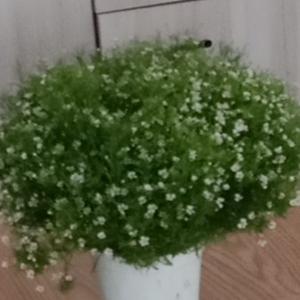 漂浮的云朵 头像