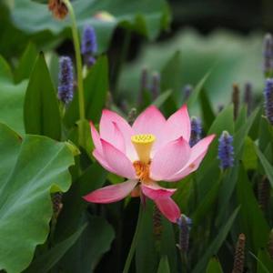 绽放美丽的翅膀 头像