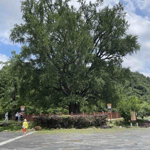 听涛大别山 头像