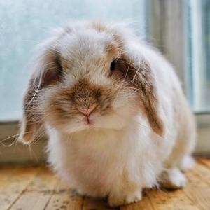 小铁在北京 头像