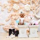 行走的KT猫 头像