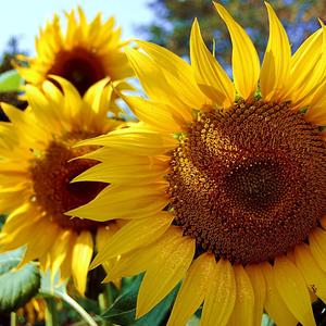 霸王龙陪你追剧 头像