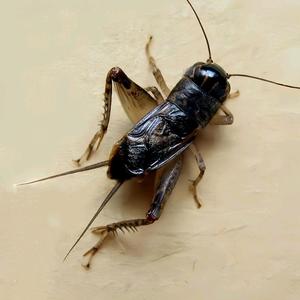 江北第一虫 头像