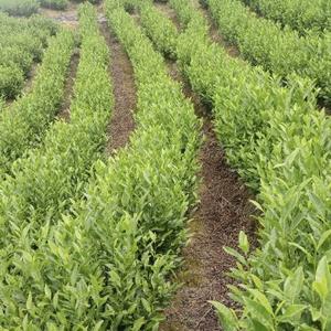 鑫曦茶叶