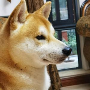 板栗是个小八嘎 头像