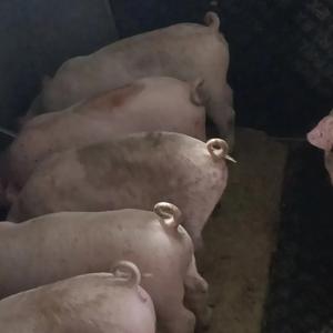 元帅的天棚 头像