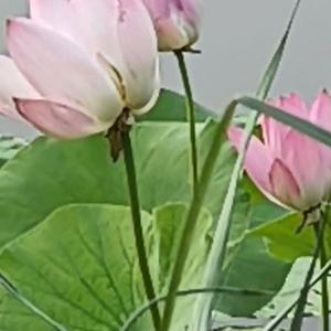 杏花春雨下江南