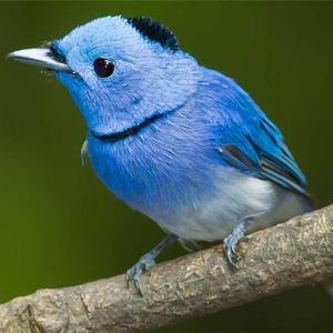 寒叶在广州 头像