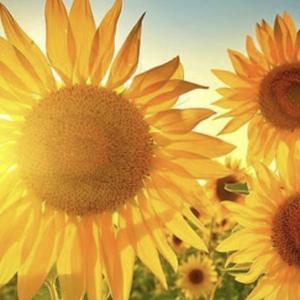 积极的橙子Teh 头像