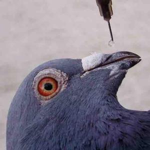 梅克姆赛鸽技巧 头像