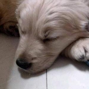 虫虫虫虫飞不动 头像